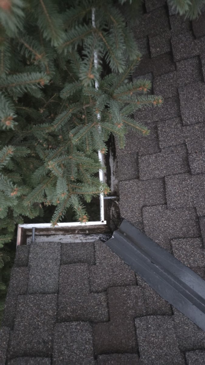 Gutter and downspout outlet along a shingle roof edge under a pine tree